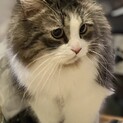 どうか新しいご家族になってください。