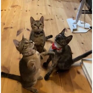 子猫3兄妹！可愛いキジトラとサビネコ
