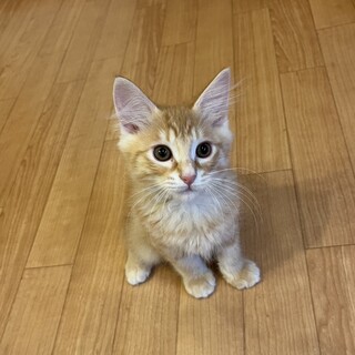 ふわふわぬいぐるみみたいな可愛いさ♡キャスくん