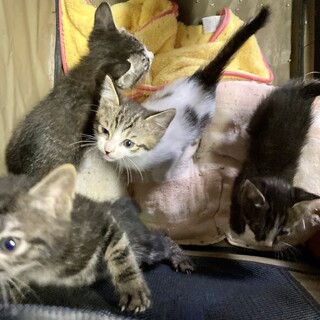 ノンタイトル