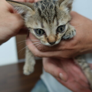 甘えたで可愛い女の子です