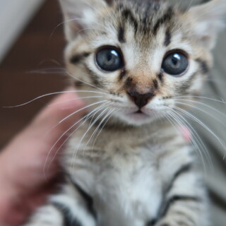 生後１カ月半の子猫の里親募集します⑤