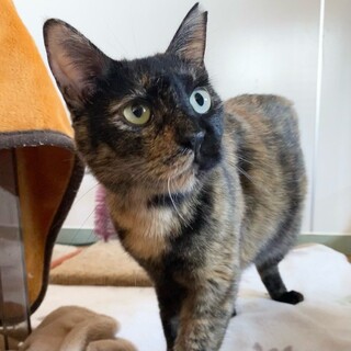 エイズ陽性・穏やかなサビ「パクチー」ちゃん❤