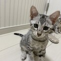 とっても元気な男の子です。