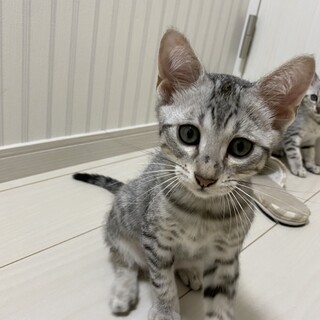 とっても元気な男の子です。