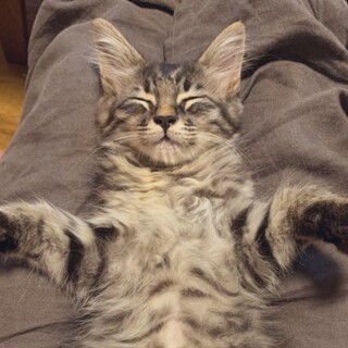 可愛い〰キジトラの男の子　甘えたさん