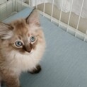 長毛シャム風、3か月、男の子、ポップ。