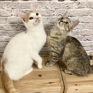 【お見合い随時】麦わら＆茶白★ふみふみ職人兄妹