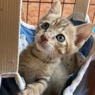 「面談予定」陽気な構ってくん「こさめ」くん❤