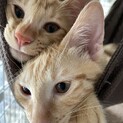 3ヶ月の元気な茶トラの男の子2匹の飼い主募集中