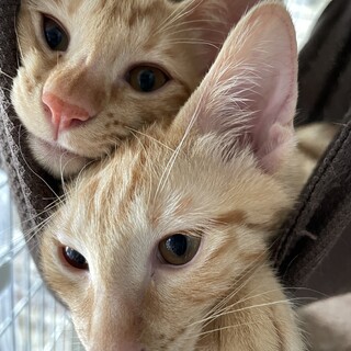 3ヶ月の元気な茶トラの男の子2匹の飼い主募集中