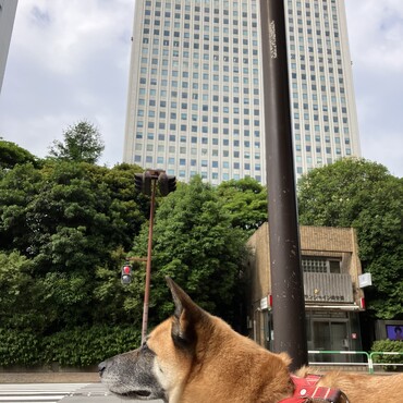 都会に来ちゃったよ