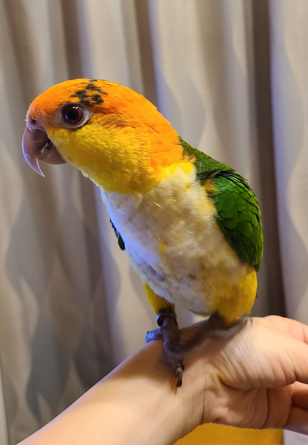 シロハラ インコ 里親