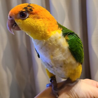 シロハラインコの男の子