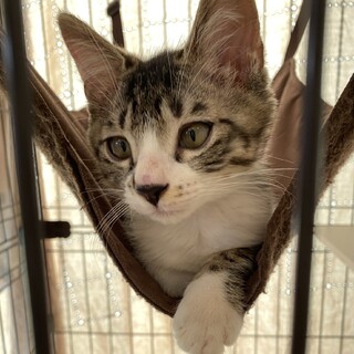 あざと可愛いサバシロ子猫