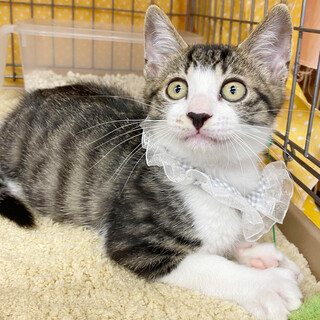 可愛い前髪　かつら君　♬