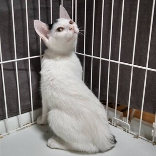ライ麦畑でつかまえて③えて君