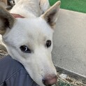 3本足の元野犬☆甘えんぼのハティ