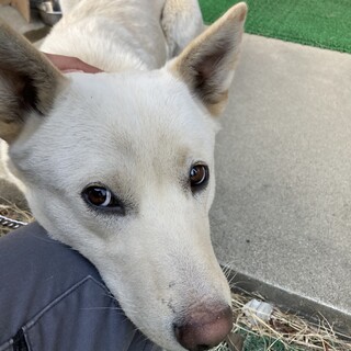 3本足の元野犬☆甘えんぼのハティ