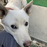 3本足の元野犬☆甘えんぼのハティ