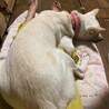 3本足の元野犬☆甘えんぼのハティ サムネイル2