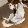 3本足の元野犬☆甘えんぼのハティ サムネイル3
