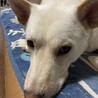 3本足の元野犬☆甘えんぼのハティ