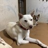 3本足の元野犬☆甘えんぼのハティ サムネイル5