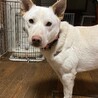 3本足の元野犬☆甘えんぼのハティ サムネイル6