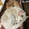 3本足の元野犬☆甘えんぼのハティ サムネイル7