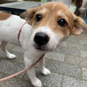 ジャックラッセルテリア風の仔犬ちゃん