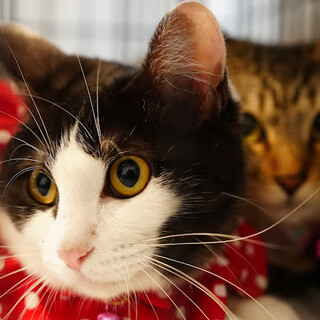 人間好き♡生後1ヶ月で保護したハチワレ猫