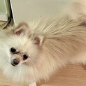 【ポメ子】おかげさまで里親さまが決まりました！