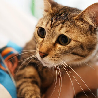 多頭飼育崩壊、うるうる目をしたキジの女の子