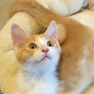 茶白ホワホワの可愛い男の子ニケイ君