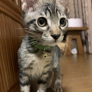 人大好き可愛い❤️キジトラ男子ピッコロ