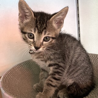 しっかり者の可愛い❤️キジトラ女子きなこ