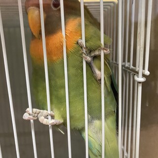 八重桜インコのキューちゃん