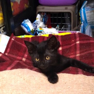 ありがとうございました★ちびっこ黒猫アゲハちゃん