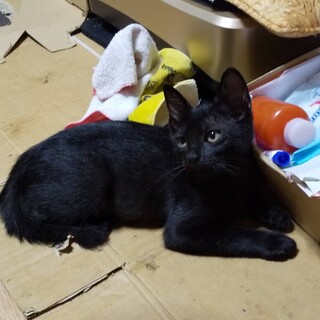 ありがとうございました★穏やかなモンシロくん