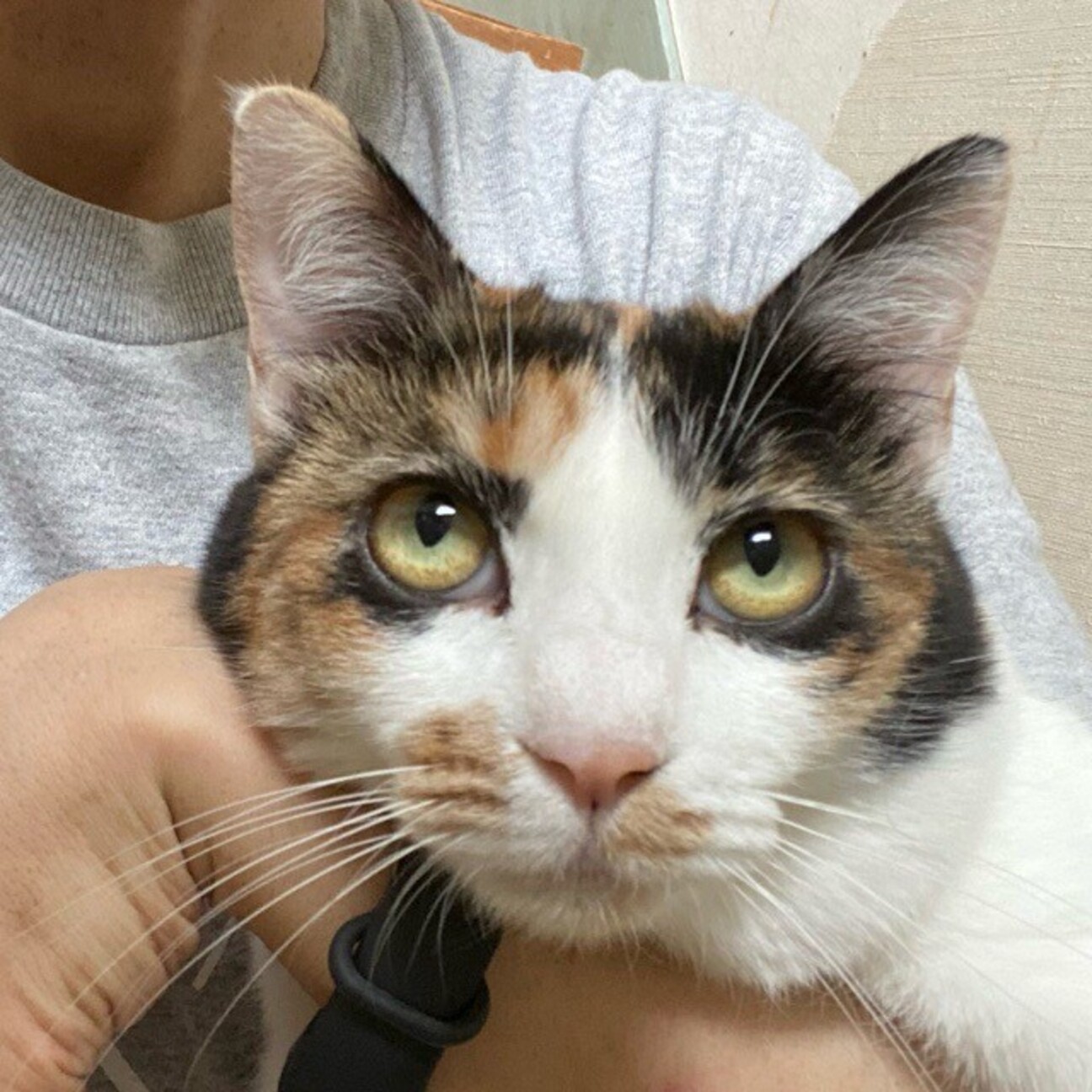 ♥(ΦωΦ)ヒマラヤン・ヒマちゃん♥長毛・(ΦωΦ)里親様募集(ΦωΦ)♥ ちょっぴり不思議ちゃんな」大阪府 - 猫の里親募集(399605