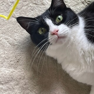 「面談予定」抱っこ大好き♪「トニー」くん❤