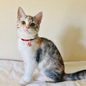 募集は一時停止します  ❤️ ビビアン
