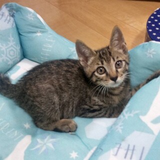 かわいい　馴れなれの　きらちゃん！