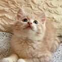 元気印のラブリーボーイ ♡ まつり