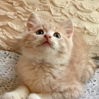 元気印のラブリーボーイ ♡ まつり