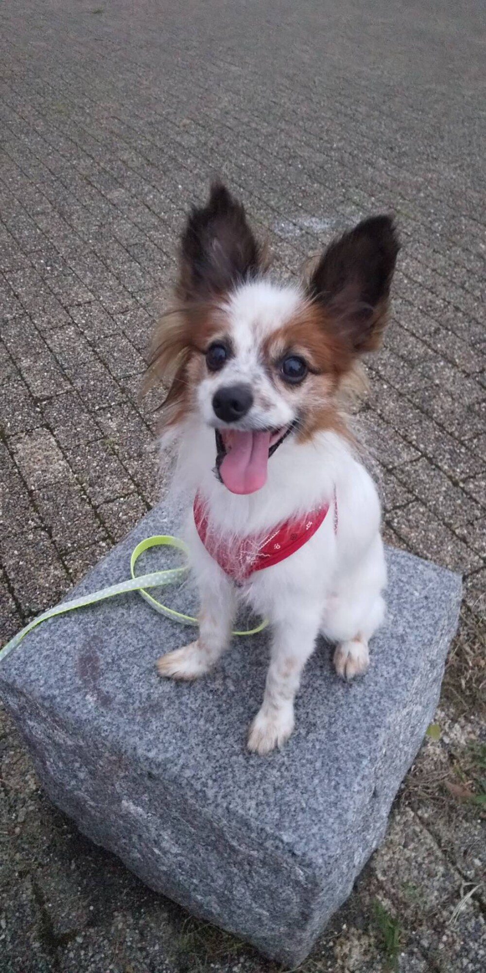 可愛いくて健気なパピヨン男の子 大阪府 犬の里親募集 ペットのおうち 月間利用者150万人 可愛いくて健気なパピヨン男の子 大阪府 犬の里親募集 ペットのおうち 月間利用者150万人