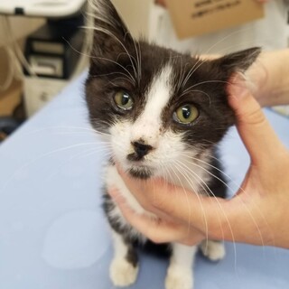 ☆里親募集☆白黒のハチワレ猫ちゃん