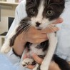 ☆里親募集☆白黒のハチワレ猫ちゃん サムネイル2