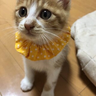 〝茶々丸君〟です♪